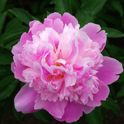 足球滚球的正规平台app下载手机版